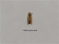 藏品(黃刺蛾)的圖片